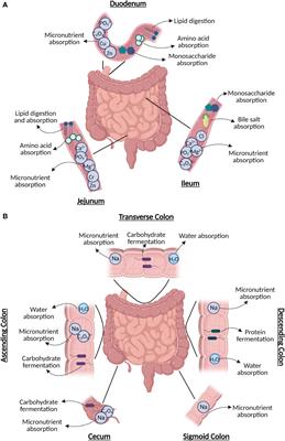 Diversity of the microbiota communities found in the various regions of the intestinal tract in healthy individuals and inflammatory bowel diseases